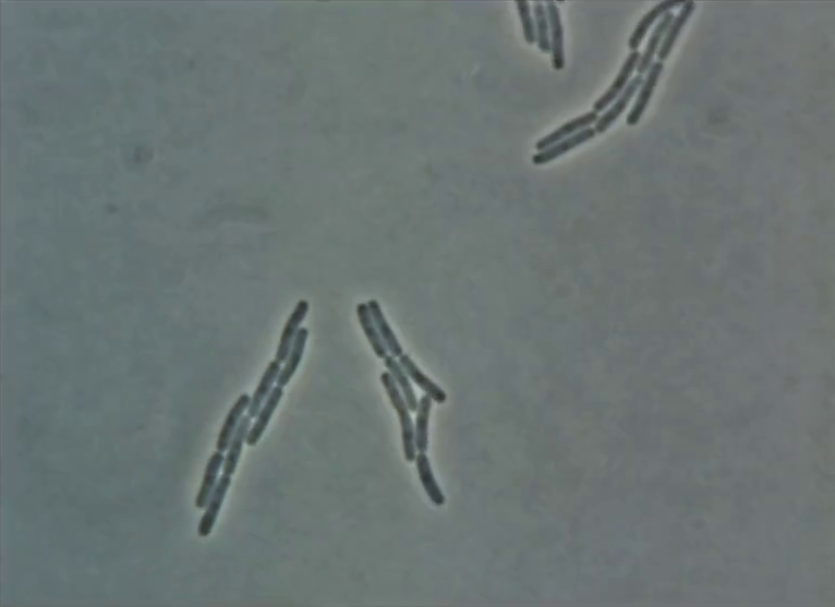 Light Microscopy (1)